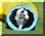 Carmel Agility on the Greens1.jpg (211486 bytes)