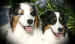 puppylove.jpg (59760 bytes)